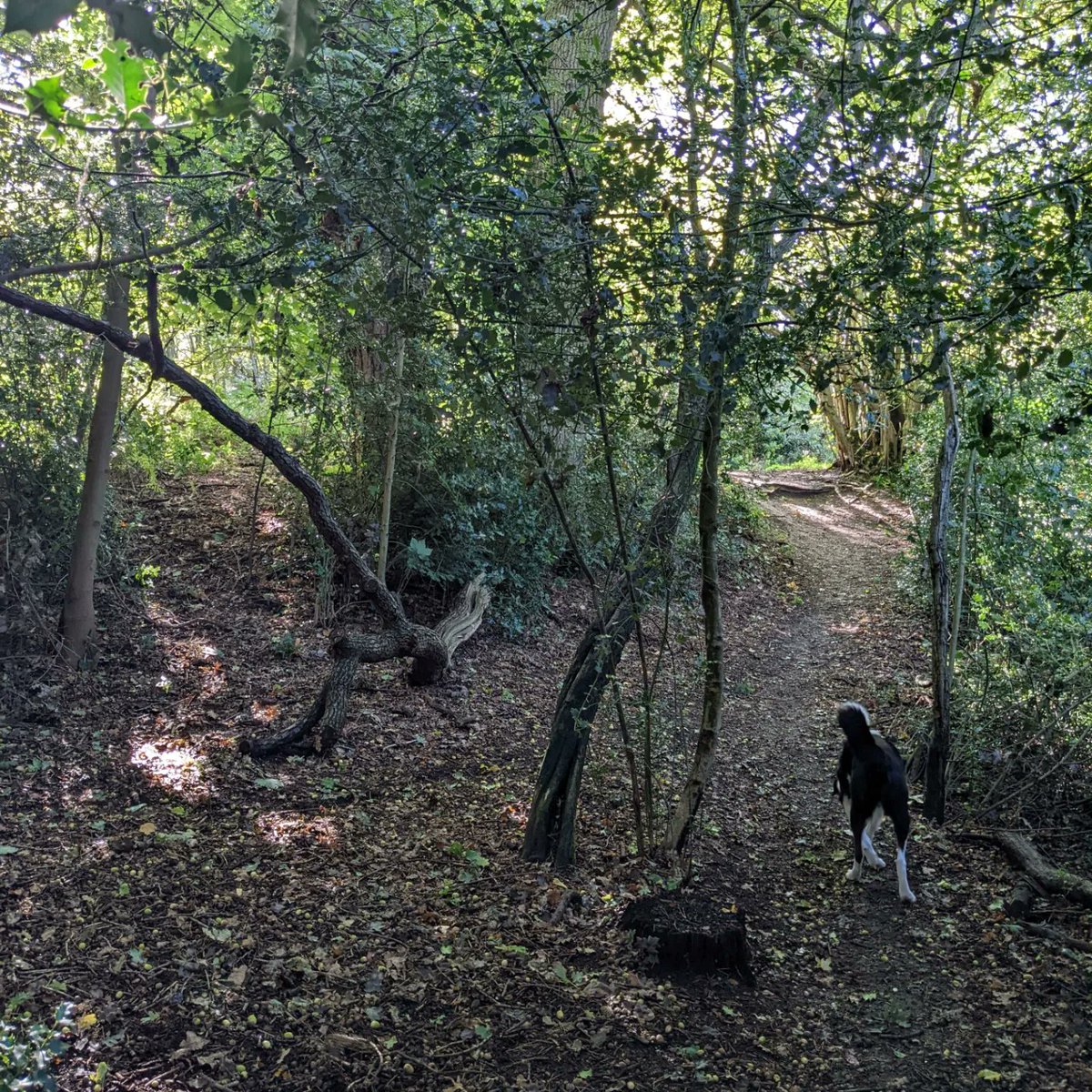 DawnAJWitney's tweet photo. Blue skies, sunlight, which path would you take?
#sunlightthroughthetrees #nirfolkskies #pathways #norfolkcountryside #maximadness #norfolklife https://t.co/1fXl8QL2BK