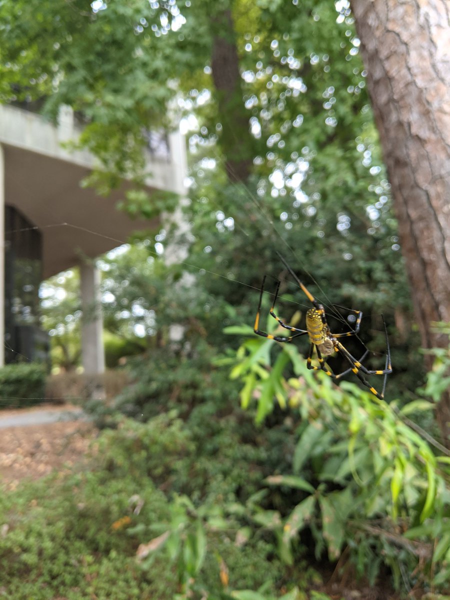 #Arachtober Joro spider rapidly spreading in US after introduction from Asia. Co-authors and I have a paper pending in Biological Invasions about this critter.