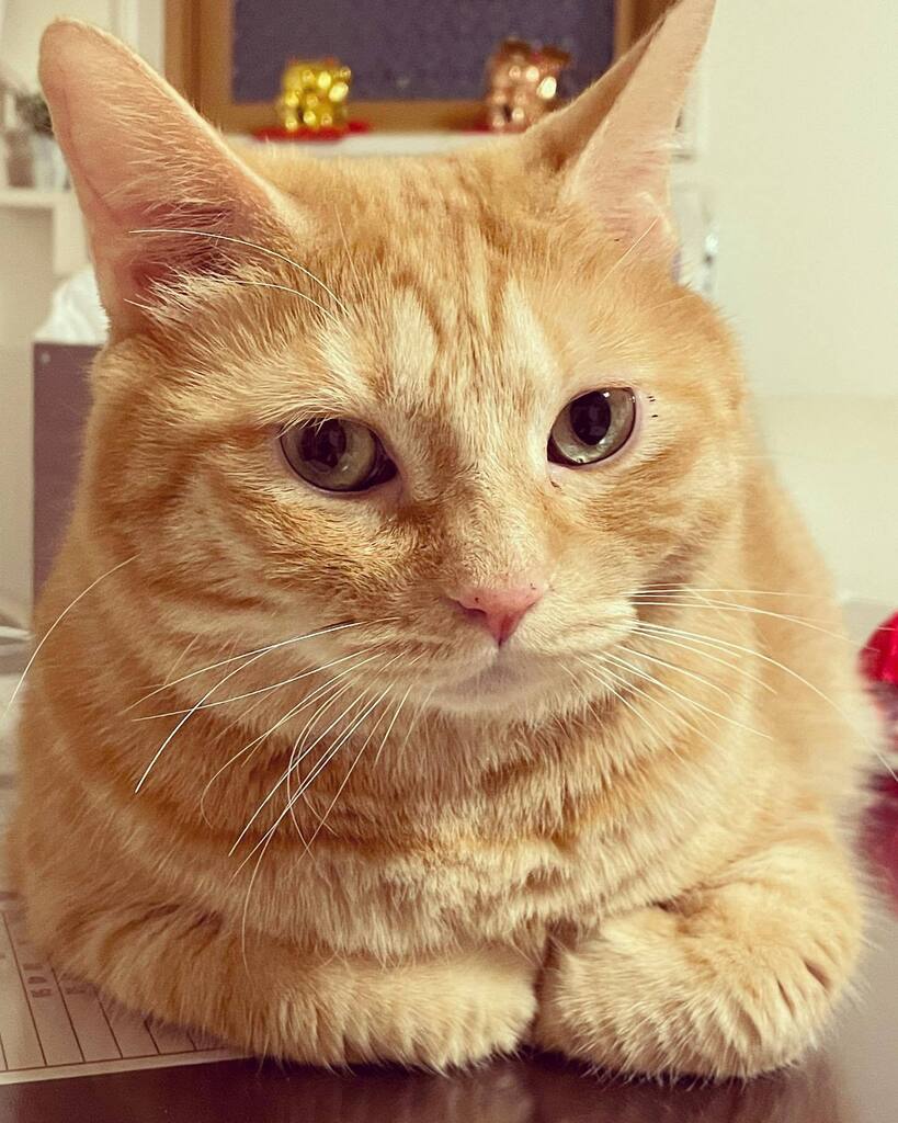 Chiii_chi__'s tweet photo. 🐾香箱座り🐾て言うんだろ？
・
#香箱座り #猫 #ねこ #保護猫と暮らす #猫のいる暮らし #にゃんすたぐらむ #猫部　#ペコねこ部　#nyancon01 #sippoストーリー
#cat  #고양이　#catstagram #catlife https://t.co/YN44B4jli4 https://t.co/B63CnUybhL