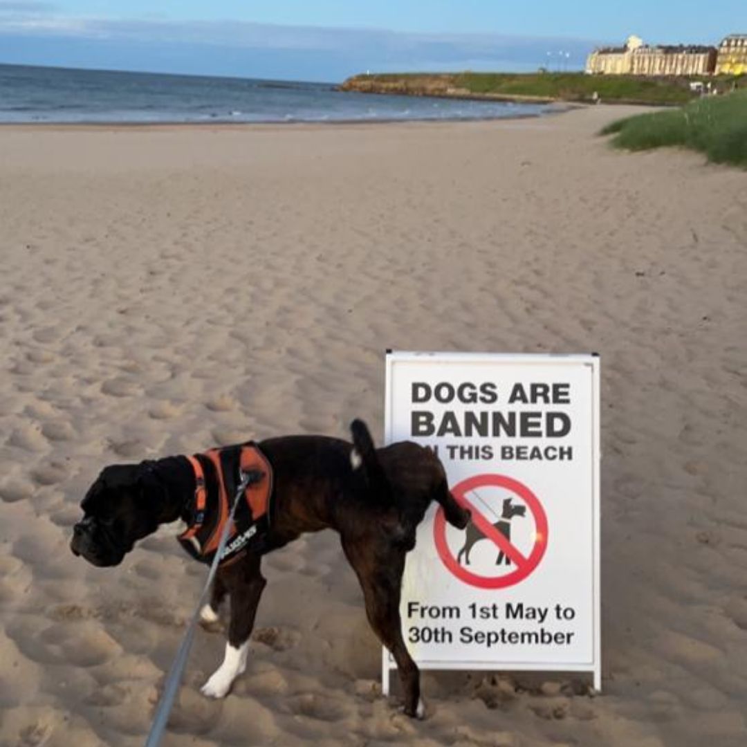 Crusoes1's tweet photo. And then came the 1st of October again... and with that came ... FREEEEDDOOOOOOMMMMMM!
#dogsallowed #beachisopen #longsandsbeach #crusoestynemouth https://t.co/TR1WtuyQgQ