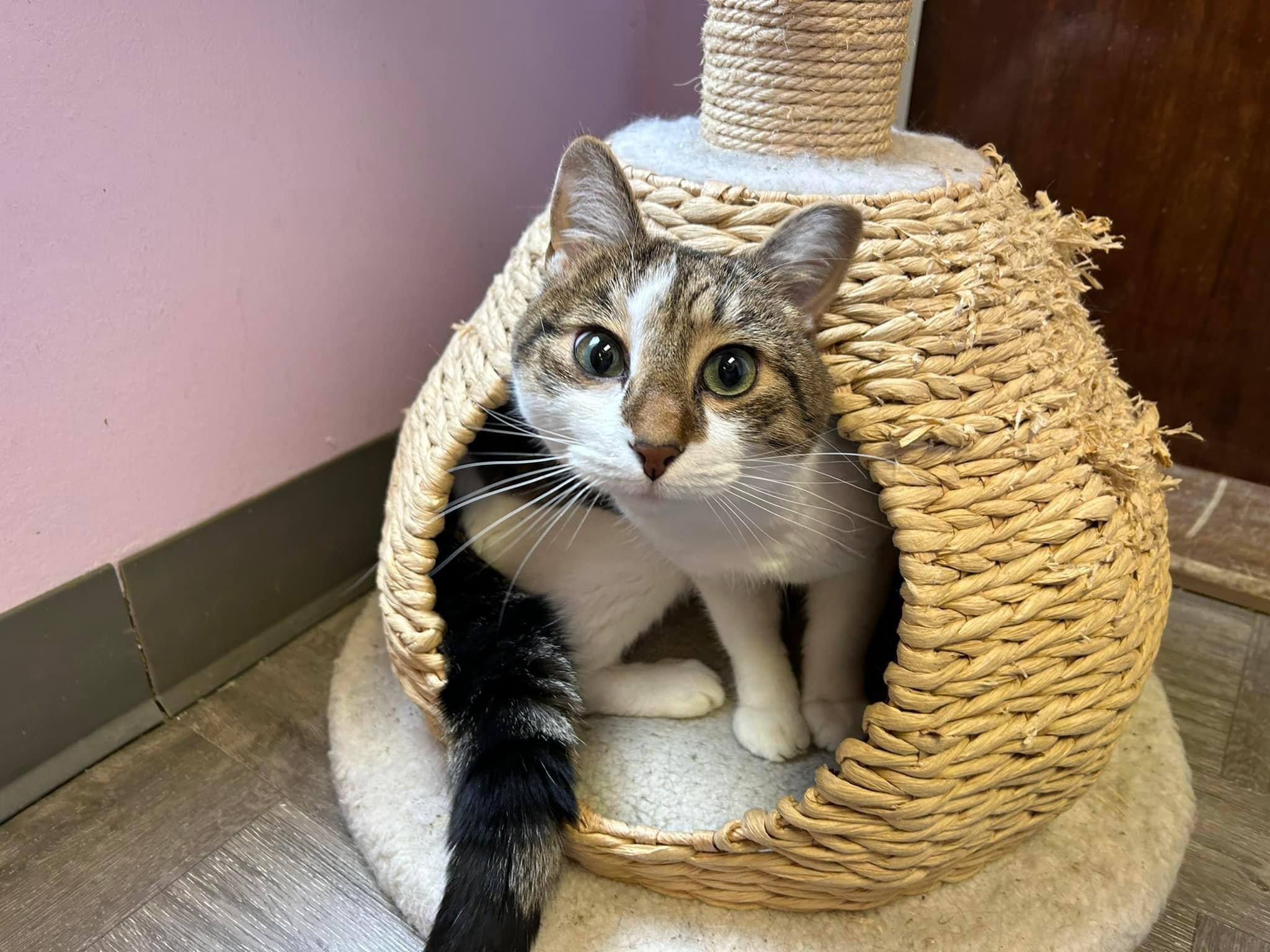 Michael's Cat on Twitter "my cat is at boarding and they posted this photo of him. im a