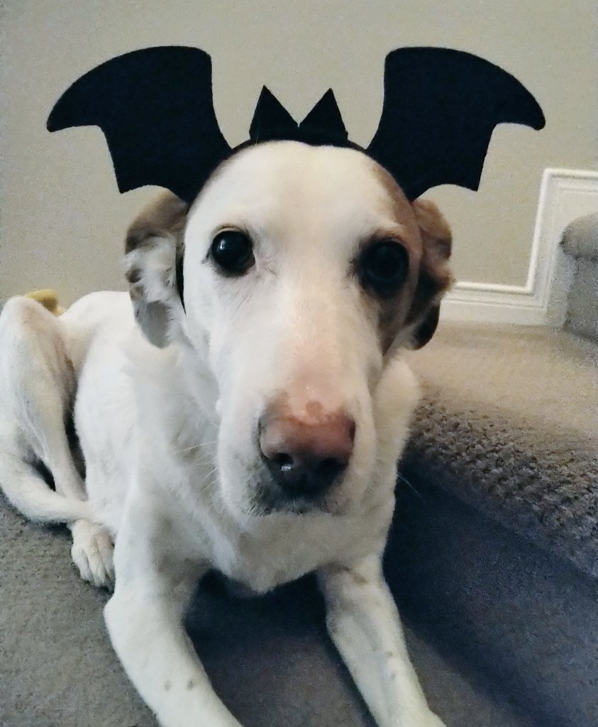 CanadianBlackBear🇨🇦 (CanadianPenny🌈) tweet media