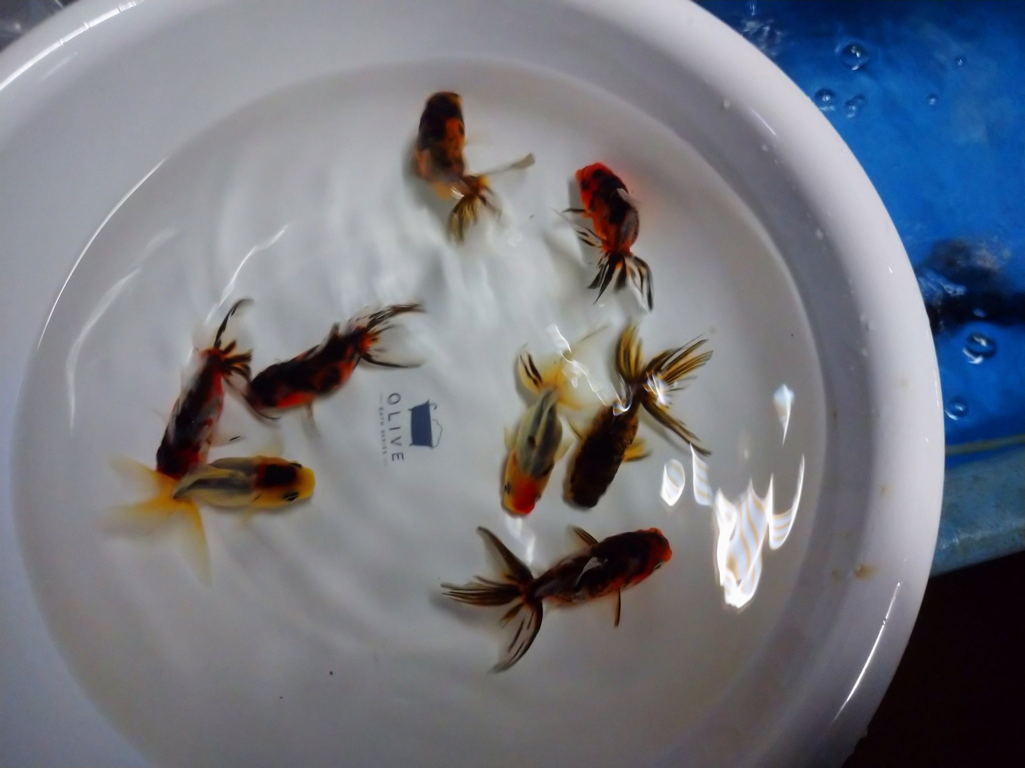 金魚亭 Kingyotei Chiba Twitter