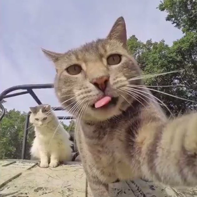 🐈‍⬛ (@beomjuncat) on Twitter photo 