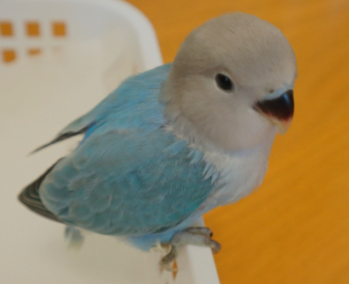 コザクラインコ東京 東京都足立区 北綾瀬 Fxbtoh8yasmt6sq Twitter コザクラインコ東京 東京都足立区 北綾瀬 Fxbtoh8yasmt6sq Twitter