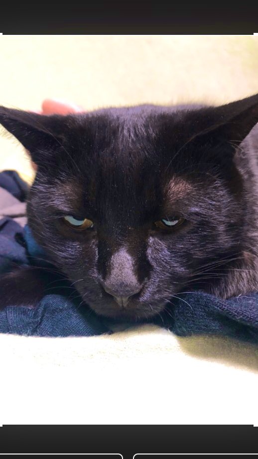 em_nls5656's tweet photo. #全日本ガン飛ばす猫選手権 https://t.co/ea24SNnoNt