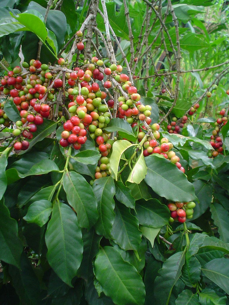 CIFOR-ICRAF tweet media