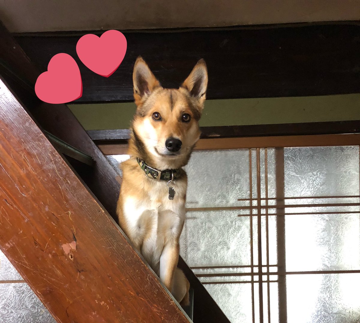 sasuke2016101's tweet photo. ☆♡☆
\  2022.10.1  /
㊗️Happybirthday!!!🎂さすけ🐕

 #犬好きさんと繋がりたい https://t.co/CPFGGHQeaa