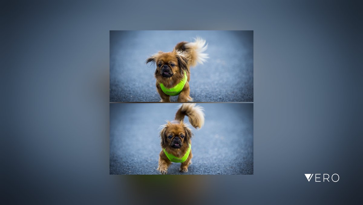 PhotoKainrath's tweet photo. Meine liebe Sammy 🥰🥰🥰#Animal #Dog #Pet #Cute #Portrait https://t.co/znkSH0DAYm https://t.co/ueGlXTXlWl