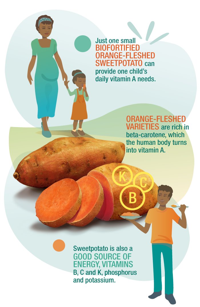 knc_enterprise's tweet photo. Do you know that consumption of Orange Fleshed Sweet Potato provide households especially children with required daily nutrients including vitamin A?
#CIP #knc_enterprise https://t.co/eFa3R9xbG5