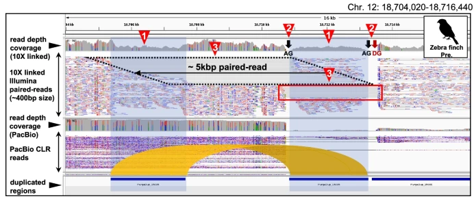 Genome Biology (@genomebiology) on Twitter photo Two studies from Kim, Lee, Ko, <a href="/erichjarvis/">Erich Jarvis</a> & co compare old and updated genome assemblies for example mammal, bird, and fish. One focuses on artefactual gene losses, and one gene gains, and they explore the factors leading to these genomebiology.biomedcentral.com/articles/10.11… genomebiology.biomedcentral.com/articles/10.11… Two studies from Kim, Lee, Ko, <a href="/erichjarvis/">Erich Jarvis</a> & co compare old and updated genome assemblies for example mammal, bird, and fish. One focuses on artefactual gene losses, and one gene gains, and they explore the factors leading to these genomebiology.biomedcentral.com/articles/10.11… genomebiology.biomedcentral.com/articles/10.11…
