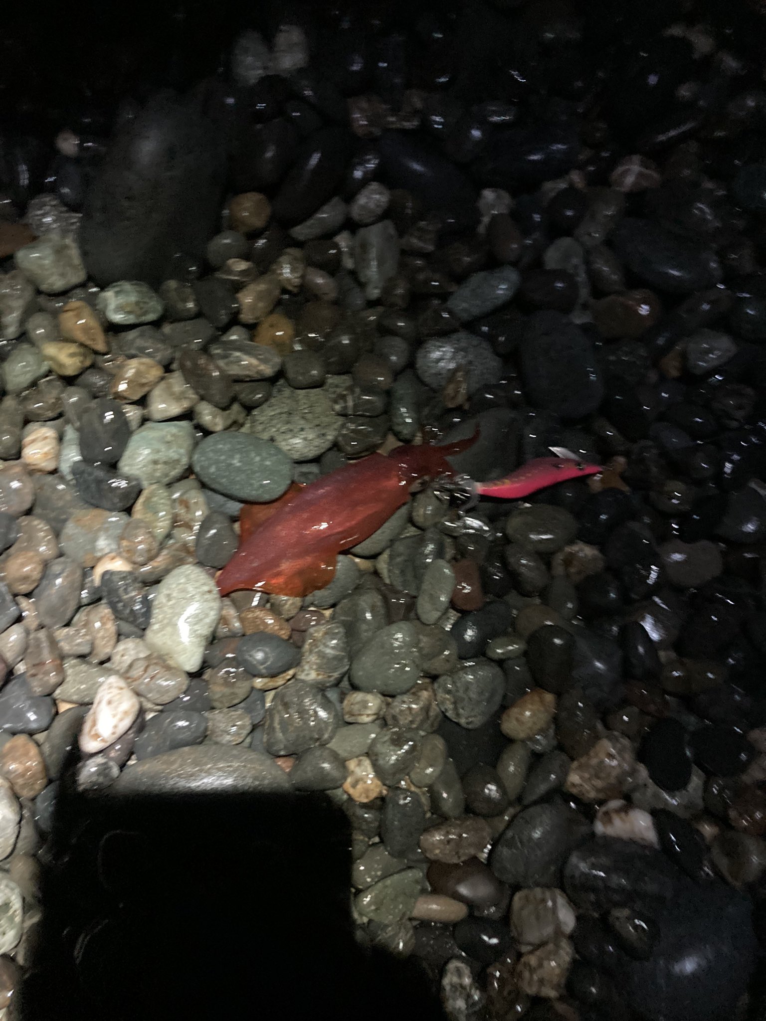 エギング初心者 Twitter Search Twitter