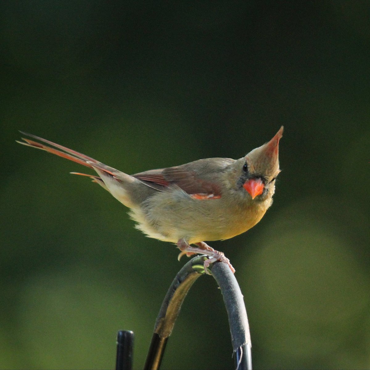 This female cardinal is thoroughly inspecting her dinner selection... shall it be the cracked corn or sunflower seeds?
#femalecardinal #cardinals #femalecardinals #cardinal #ohiobirding #birdwatching #birdwatchers_daily #birdplanet #birdloversclub #birdlovers