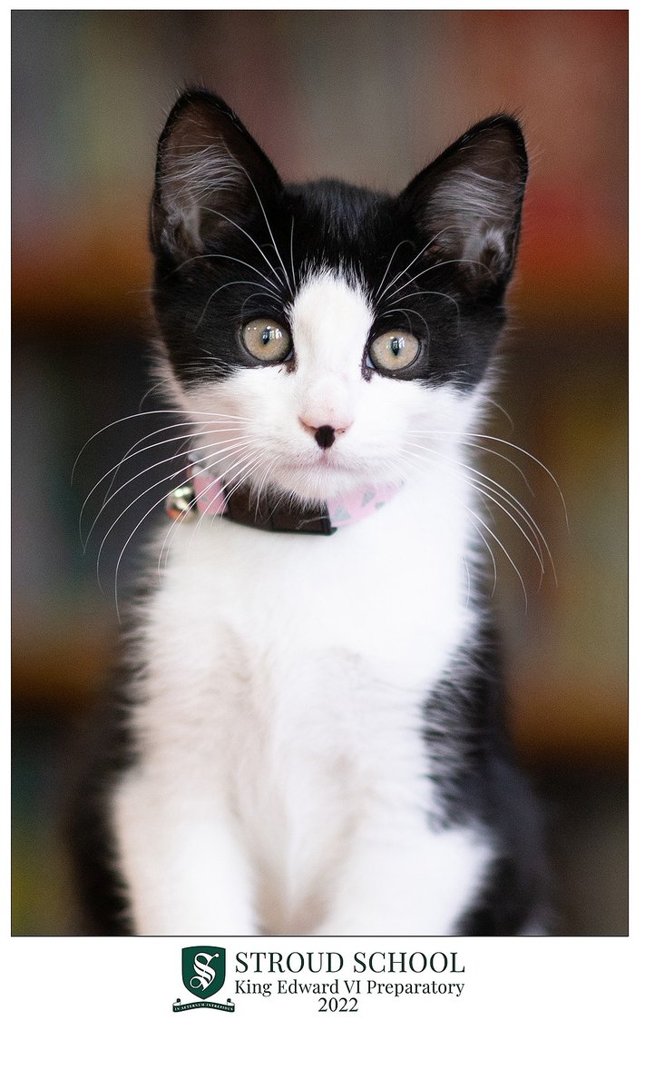 KESPreparatory's tweet photo. Our children were very excited this term having their official school photographs taken! But then, so was Oreo our cat, who thoroughly enjoyed his five minutes of fame on the 'cat walk'.
#OreoTheStroudCat #StroudAnimals #StroudLife #ForeverUndaunted
https://t.co/2oVfNV5zi5 https://t.co/hwxvrQNfaL
