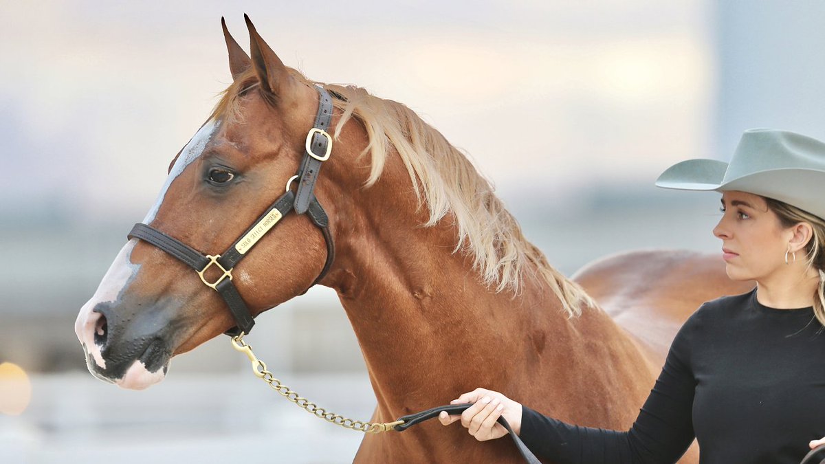 Important information for breeders choosing WOODY BE TUFF in 2023: 

2023 Contract Information:  ow.ly/pFsk50KWS6v

View/download a 2023 Fresh Semen Contract:  ow.ly/J3Ip50KWS6c

View/download a 2023 Hybrid Contract:  ow.ly/CQVY50KWS6e