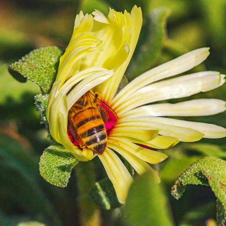 blueskybees's tweet photo. Did you know: Honeybees sleep between 5 &amp; 8 hours a day.
More rest at night when darkness prevents them going out to collect pollen &amp; nectar

#honeybees #beekeepingsupplies
#beekeeping 
#beekeeper #bees #pollinatorgarden #ohiobeekeepers #apiary #apiarylife 
#honey https://t.co/U2tUk7sK3q