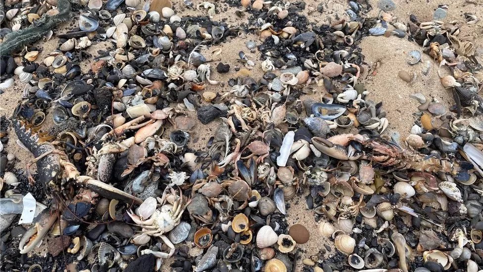 Just out! Shellfish deaths: Toxic chemical could have killed crabs off the NE English coast, study says bbc.co.uk/news/uk-englan… #pollution Includes important analysis by <a href="/JBrettSallach/">J. Brett Sallach</a> <a href="/YorkEnvironment/">Department of Environment and Geography</a>