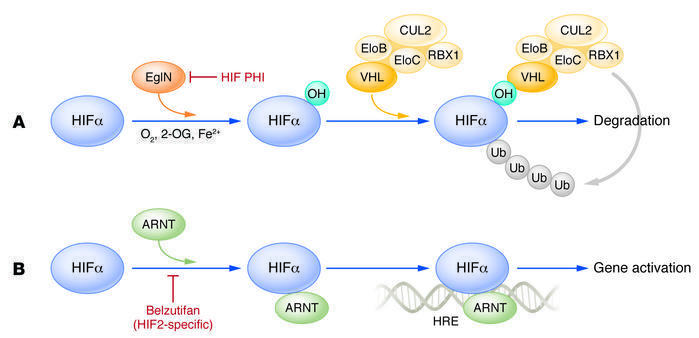#Review: Von Hippel–Lindau disease: insights into oxygen sensing, protein degradation, and cancer: jci.org/articles/view/… by William G. Kaelin Jr. @kaelin_lab @DanaFarber