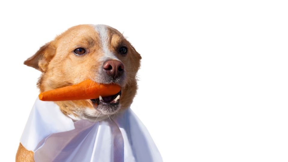 Nourriture végé pour chien, les avantages!

Si les avantages de la nourriture végétalienne pour chiens sont nombreux, il faut également tenir compte de certains inconvénients potentiels.

animauxenligne.com/blog/nourritur… #nourriturechien #animauxenligne