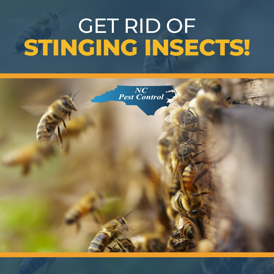 If stinging insects are a problem in your yard, we’re here to help. Contact us now! ow.ly/PSkJ50KF8gx