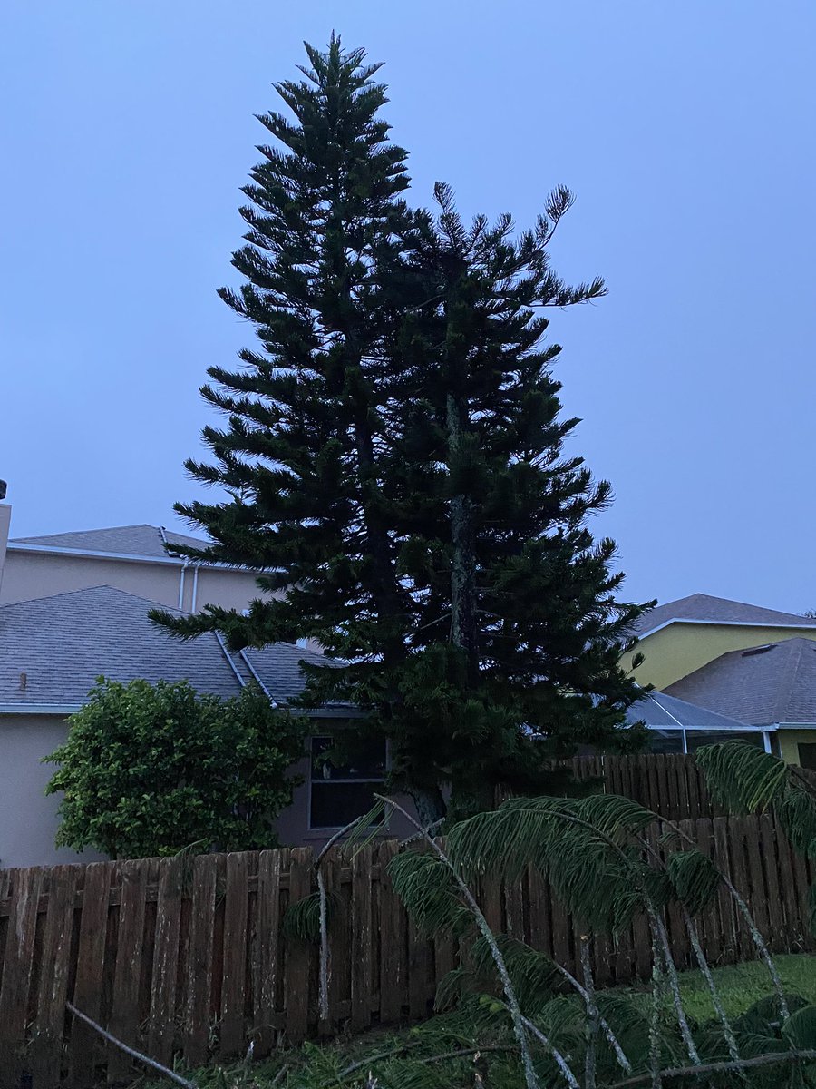 dillonjrice's tweet photo. All is well at my place, but dodged a bullet with this tree! https://t.co/BvCr4zwXq7