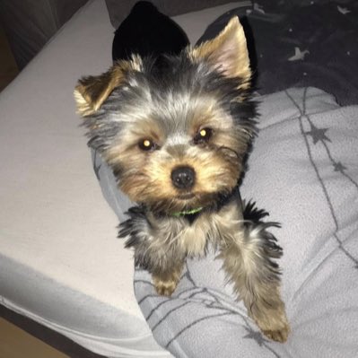 darkosek tweet media