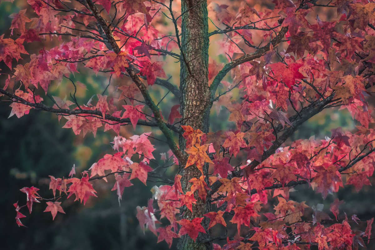 itslucasb's tweet photo. Fall colors 🍁 
#tree #photography #thursdaymorning #nature #NaturePhotography https://t.co/ndd79HkSzw