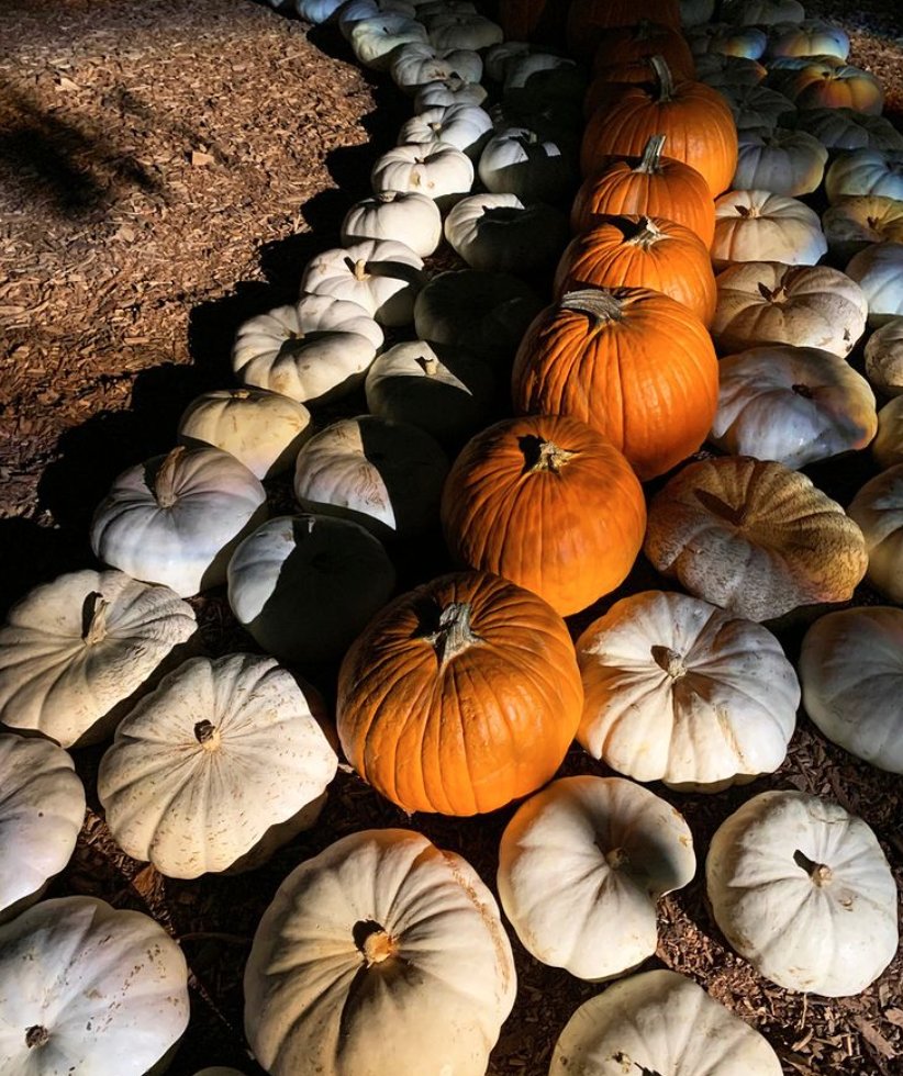 Enjoy the best of Halloween when <a href="/DescansoGardens/">Descanso Gardens</a>’ Carved returns Oct. 7–31. Tickets must be purchased in advance, and Saturday tickets are selling out quickly. Get your tickets before they're gone at descansogardens.org 🎃