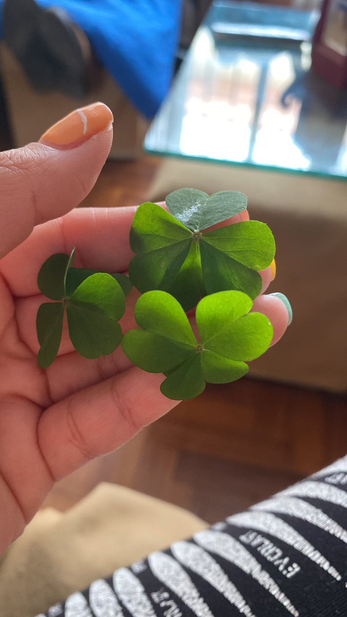 marissajuy's tweet photo. Me encontré 3 tréboles de 4 hojas, el universo sabe que necesito haaaarta #suerte 😂😂 https://t.co/hlDsmpcWET