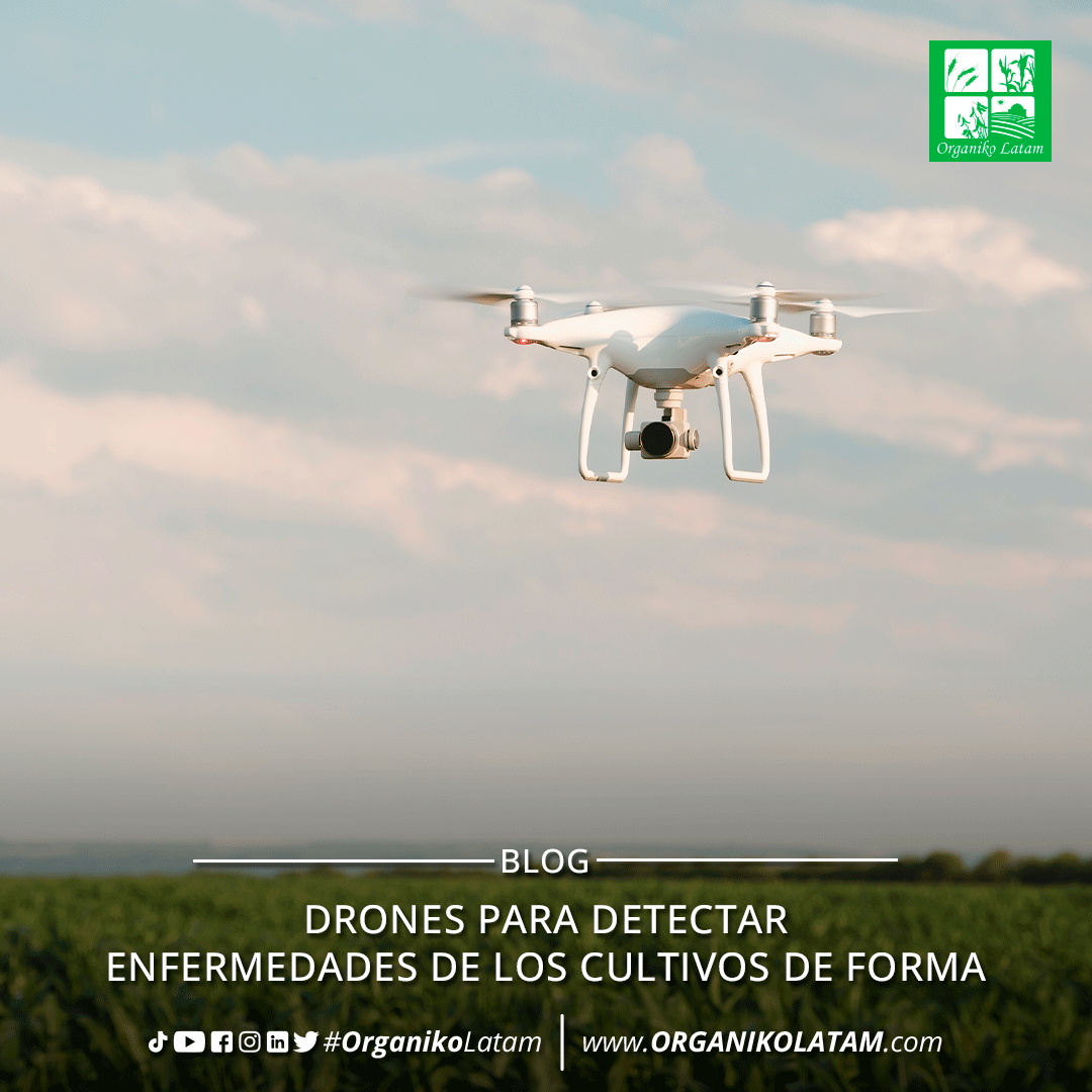 organikolatam's tweet photo. BLOG | Drones para detectar enfermedades de los cultivos de forma 

¡Para leerlo completo, visita nuestro sitio web!
https://t.co/wvkW2oiTrQ

#organico #cropbooster #agricultura #campo #drone https://t.co/VrLSsHHwcD