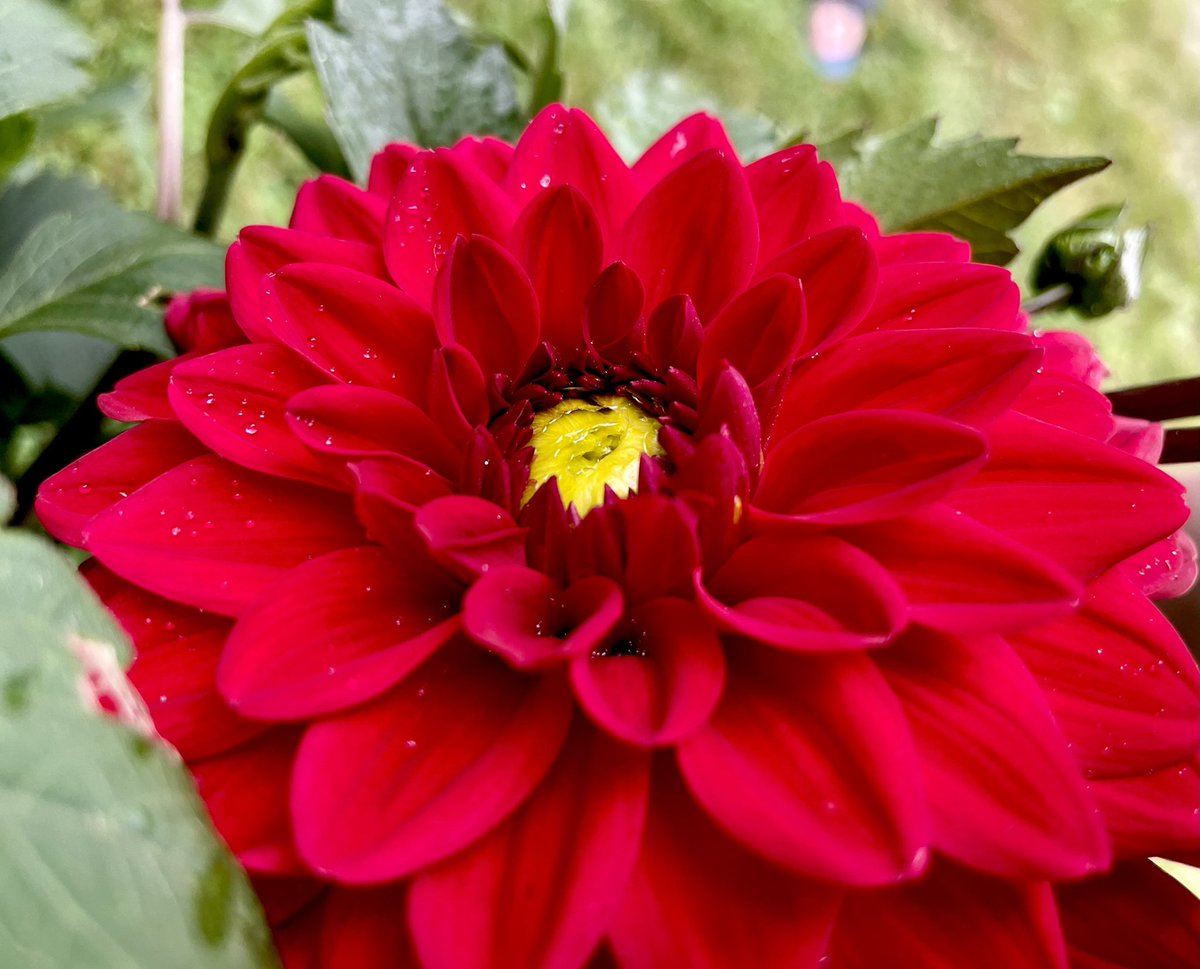 animatedhello's tweet photo. Crimson Rain
Prints available at https://t.co/2VJOvhzQhY
#crimsonrain #red #flower #photography #naturephotography #dew #blossom #asf_artists #buyartfromlivingartists #animatedhello #beautiful #capture #detail #picoftheday https://t.co/TowQYipQ0n