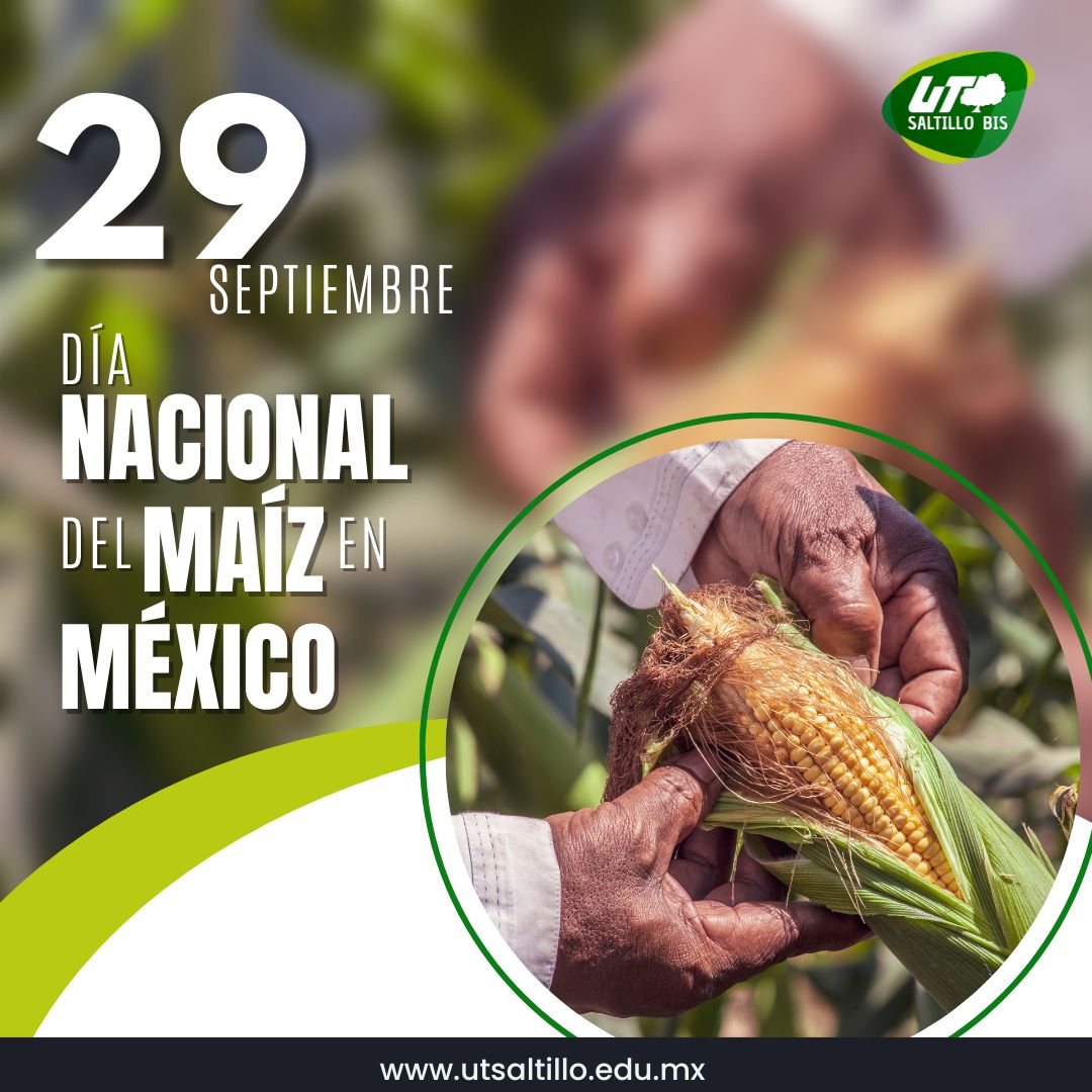 UTSaltillo's tweet image. 29 de septiembre es el  “Día Nacional del Maíz”,  planta que  representa el pilar de la alimentación mexicana y una manifestación cultural de origen ancestral.

#UTSaltillo #DíaNacionaldelMaíz #Maíz