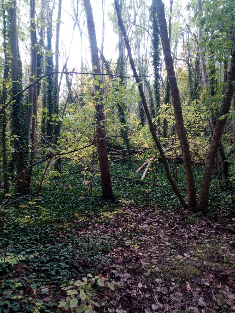 Gamerflo tweet media