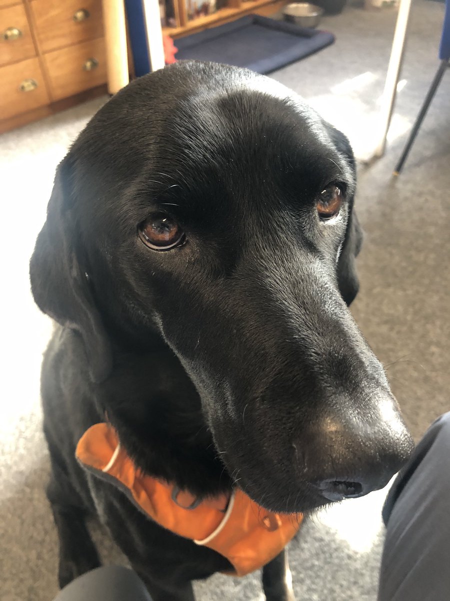mvprimaryschool's tweet photo. Just because he hasn’t appeared much recently on our feed here’s a picture of #Hunter #headdog https://t.co/mJmPQL7A2x