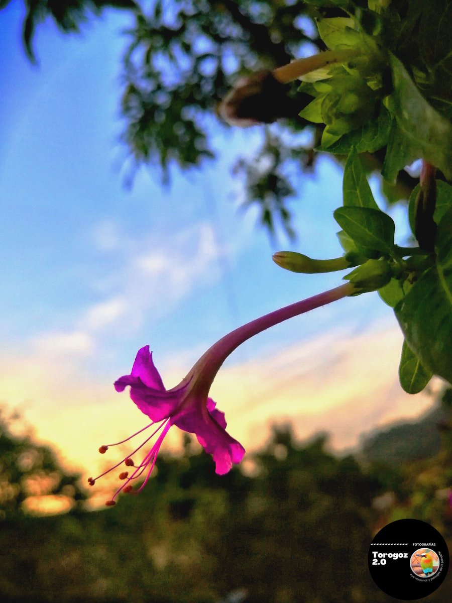 torogoz2_0's tweet photo. Santa Ana, El Salvador 🇸🇻

#elsalvador #santaana #sivar #photocell #nature #Flowers https://t.co/twT2ooBuEh