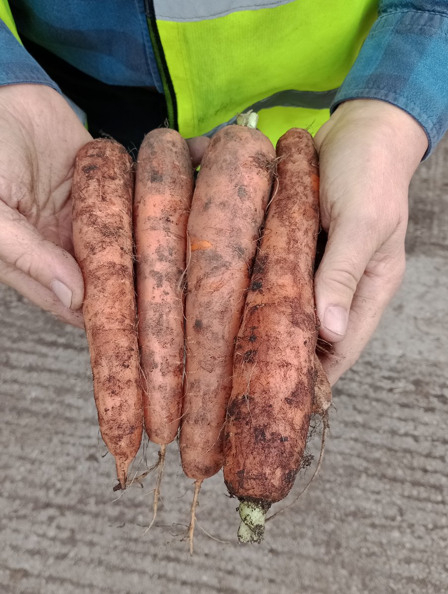 LancsCatering's tweet photo. Merscar House Farm harvesting carrots in Scarisbrick Lancashire #nutritious #vegpower ploughing the fields from farm to plate #freshsolutions @LancsCatering Feeding the Future of Lancashire 🥕 https://t.co/iWasoIBuiO