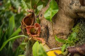 Dr Leah J Williams (@leahjw) on Twitter photo We have a VERY exciting #funded PhD opportunity available to help shape the future conservation of Neptenthes (tropical pitcher plants) across zoos, botanic gardens and across South East Asia. Please share! Apply by Oct 21st špostgraduatestudentships.co.uk/opportunity/fu⦠#PhDposition #zooscience We have a VERY exciting #funded PhD opportunity available to help shape the future conservation of Neptenthes (tropical pitcher plants) across zoos, botanic gardens and across South East Asia. Please share! Apply by Oct 21st špostgraduatestudentships.co.uk/opportunity/fu⦠#PhDposition #zooscience