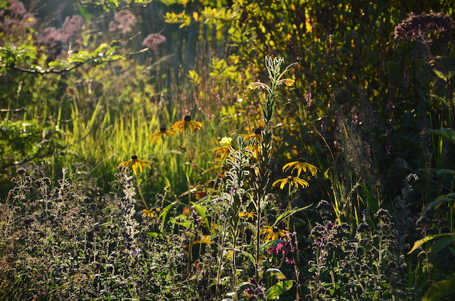 Garden_Notes's tweet image. Septemberregen und leckere Früchte im Wilden Garten: wildgardening.de