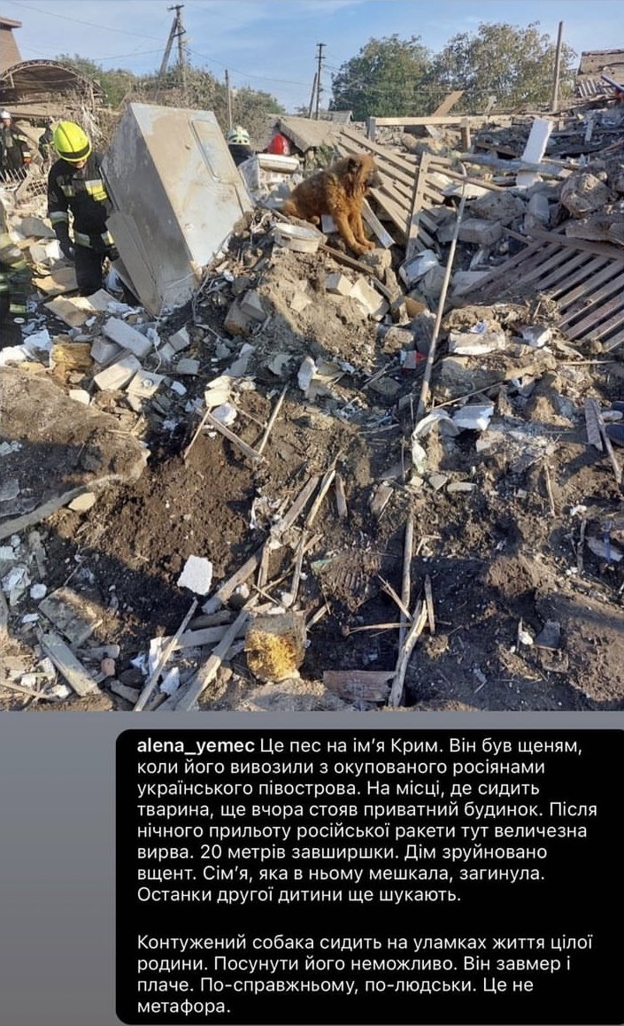 julnechytai's tweet image. It's the dog named Crimea. He was evacuated from the occupied peninsula while being a puppy. He sits and howls on the remnants, where the house had been situated until today. After russian missile strike at night there's nothing but a 20m crater. The whole family died.