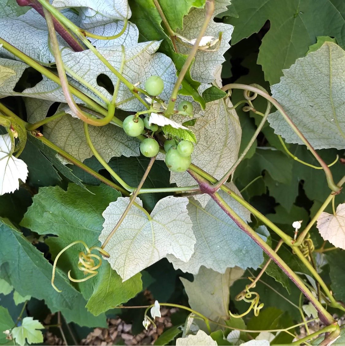 Fran Traxton tweet media