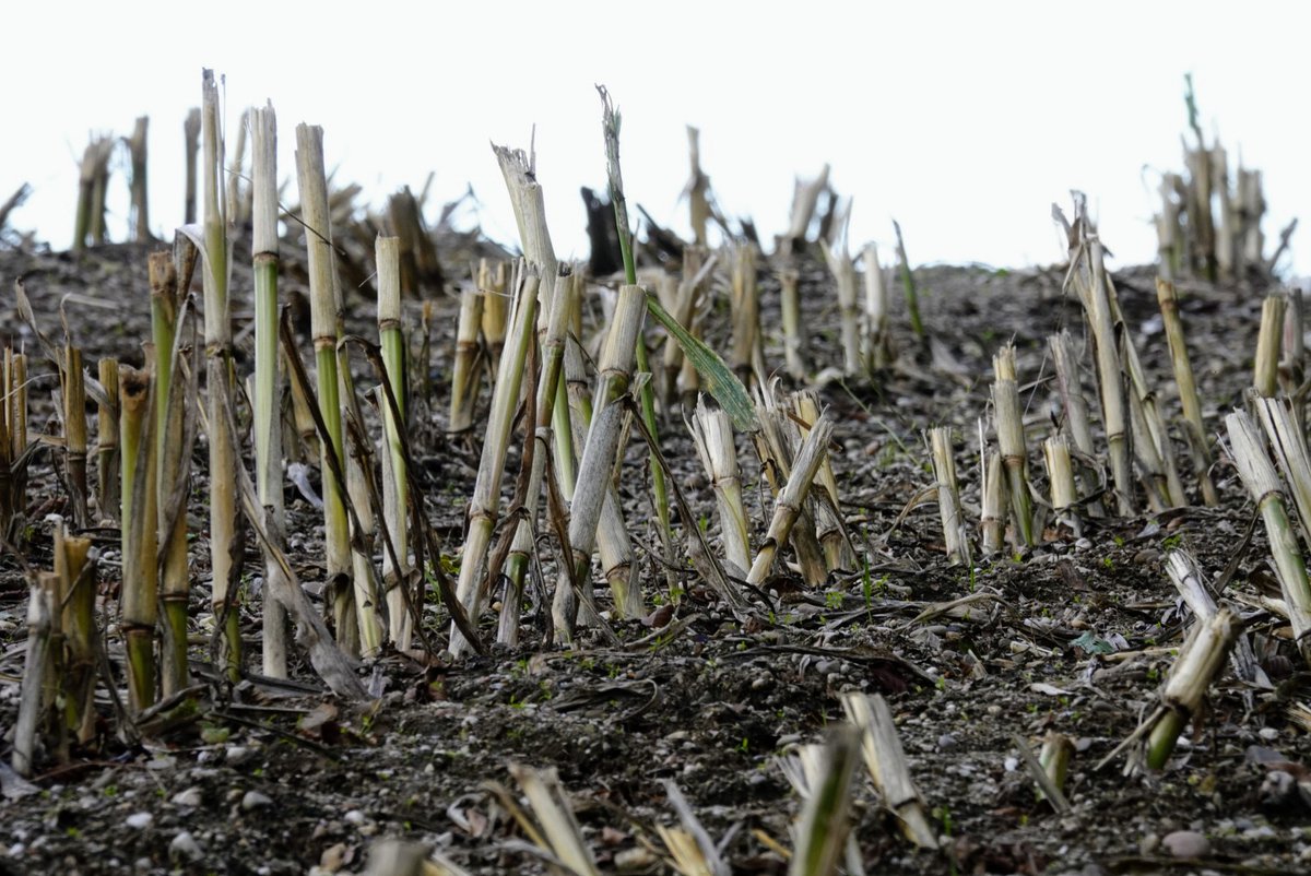 fotoaufnahme's tweet photo. Guten Morgen in die Runde. Die #Maisernte ist größtenteils erfolgt. #Landwirtschaft https://t.co/ekUZGOPj5D