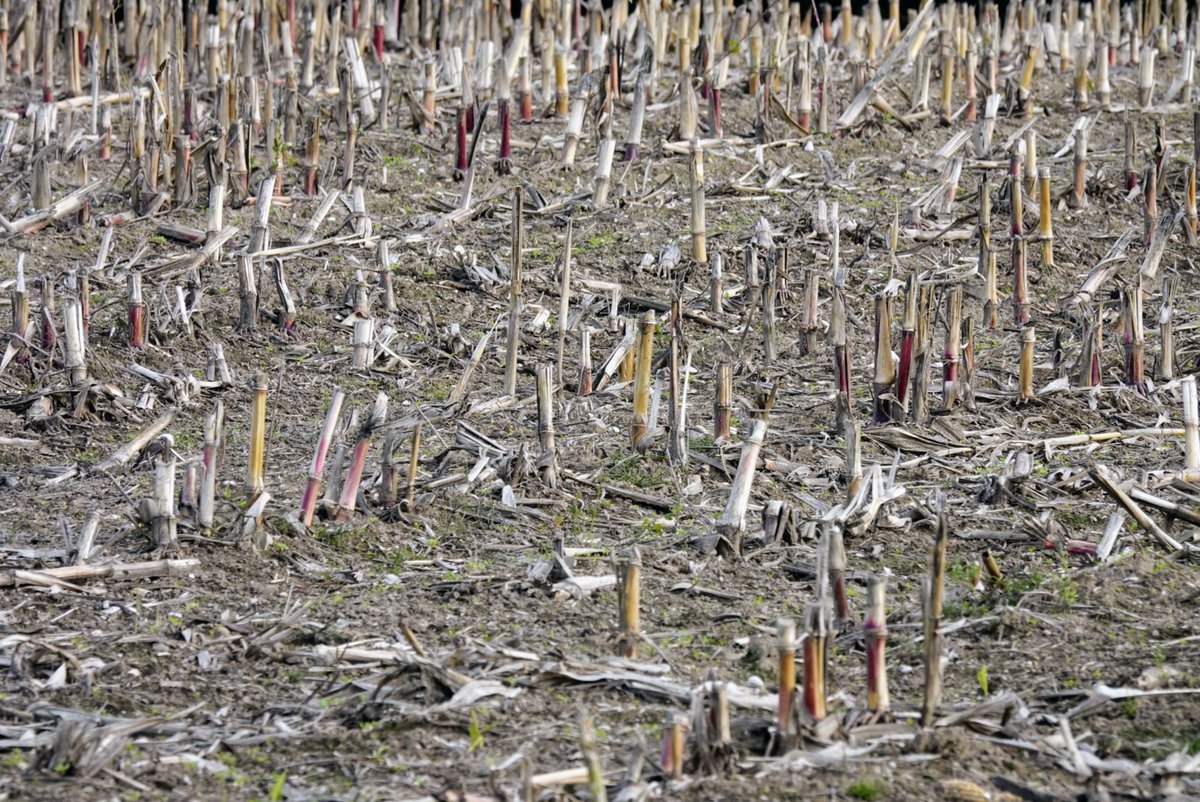fotoaufnahme's tweet photo. Guten Morgen in die Runde. Die #Maisernte ist größtenteils erfolgt. #Landwirtschaft https://t.co/ekUZGOPj5D
