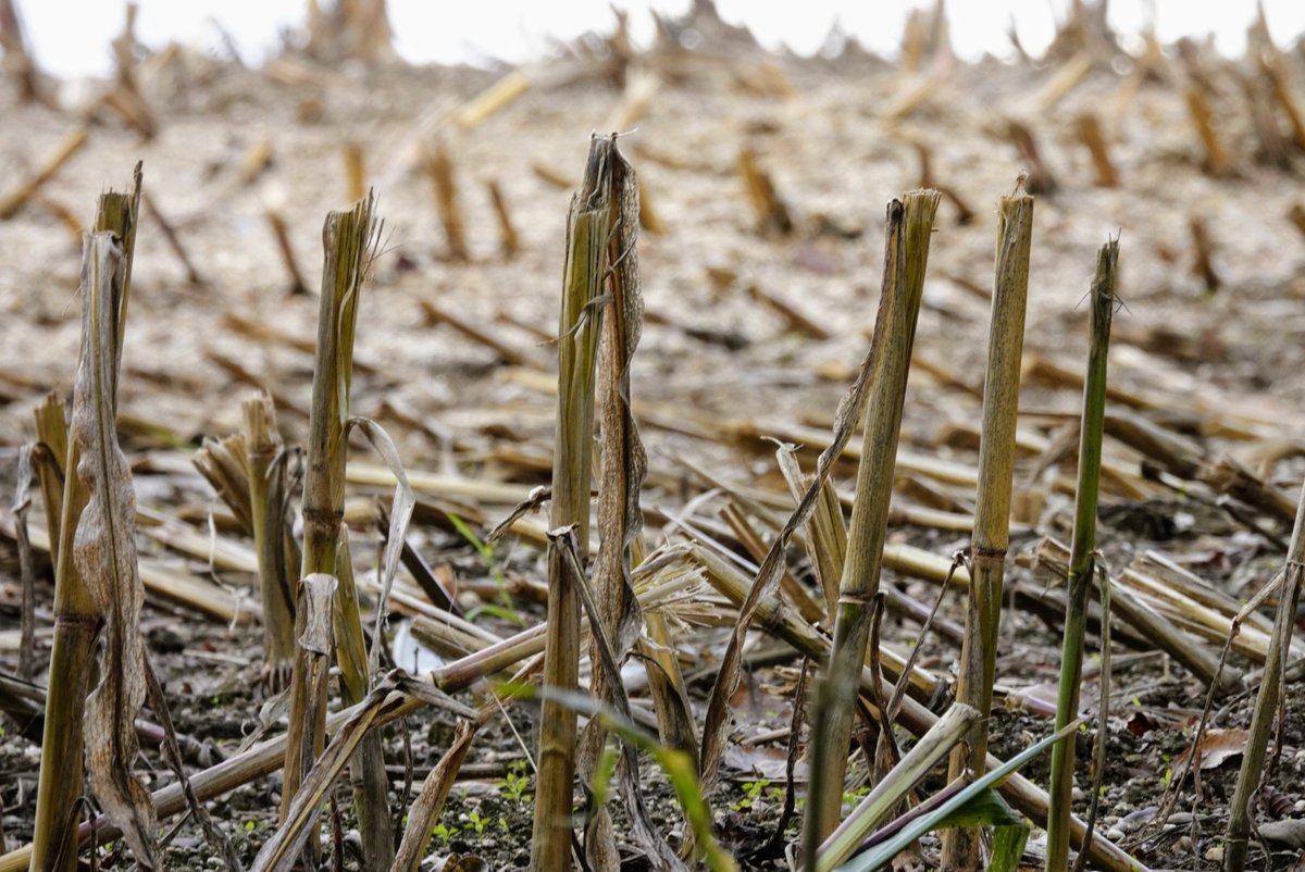 fotoaufnahme's tweet photo. Guten Morgen in die Runde. Die #Maisernte ist größtenteils erfolgt. #Landwirtschaft https://t.co/ekUZGOPj5D