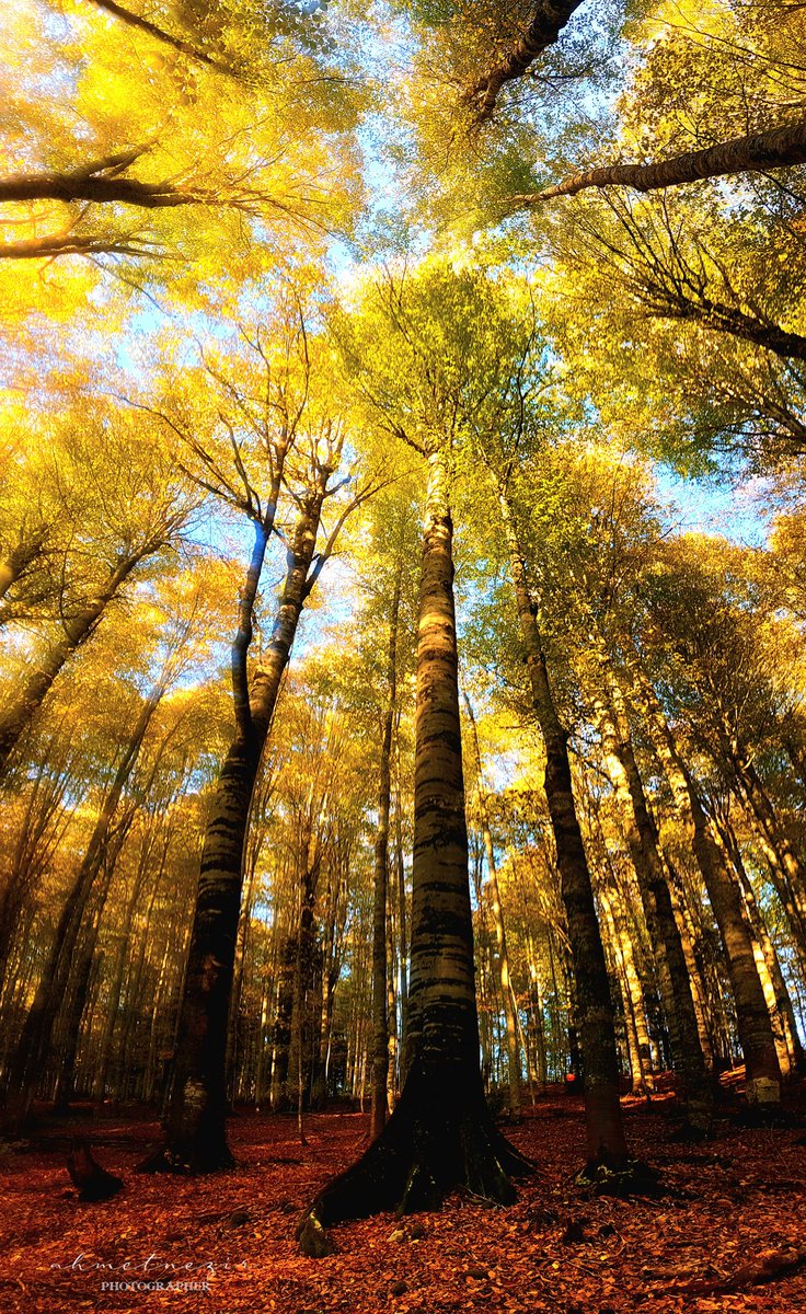 Sonbahar gelmek üzere...
Fotoğraf makinelerini hazırlayın...
Armutluçayırı_Cide_2021
KASTAMONU 
(Tam ekran lütfen)
#orman 
#OrmanCandır 
#forest 
#NaturePhotography 
#nature 
#Turkey 
#sonbahar 
#hazan