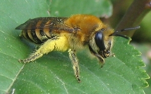 As the summer season is winding down for the cooler months and plants are dying back, one species is just waking up and raring to go, as its food plant comes into bloom providing an abundant source of pollen – the ivy bee.

Read all about it here gwct.org.uk/wildlife/speci…