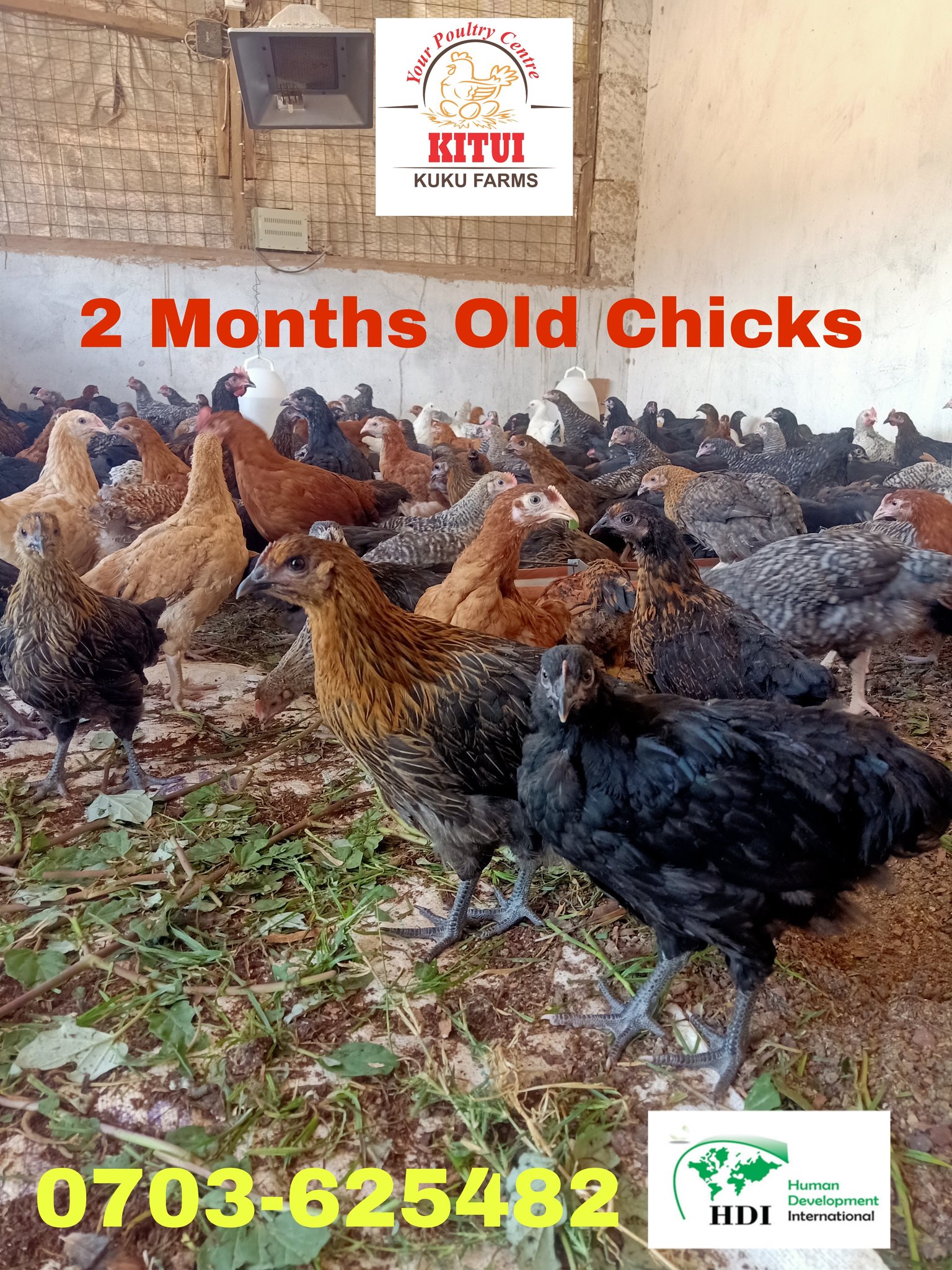 Kitui Kuku Farms (HDIC) (@kituikukufarms) / Twitter