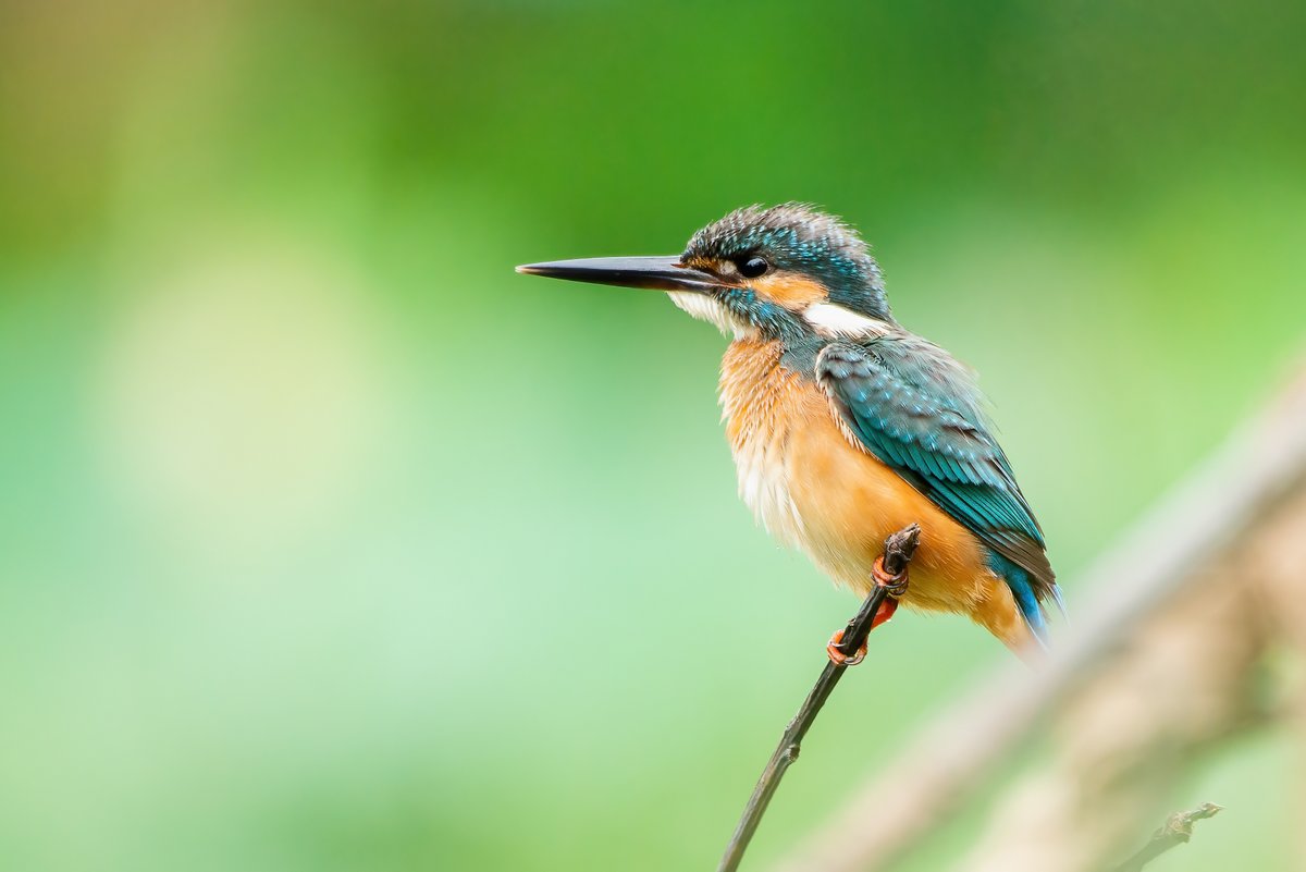 unepwcmc's tweet photo. #DYK a study in the UK revealed that bird abundance was positively associated with a lower prevalence of depression, anxiety, and stress in people via @BirdLife_News 

Interacting with wildlife, especially birds, brings forth a positive impact on our mental well-being 🕊️ https://t.co/KUzv5qCmSM