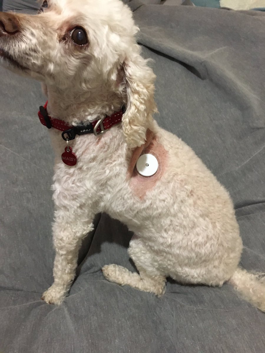 The new Iron Maisy! - Toni Bark 🐶