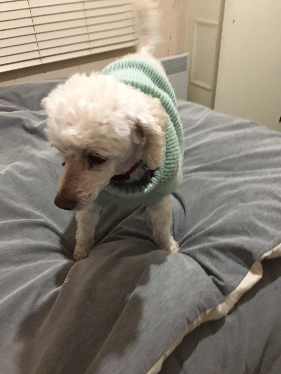 Burnsey47's tweet photo. The new Iron Maisy! - Toni Bark 🐶 https://t.co/qPDLlqxiUu