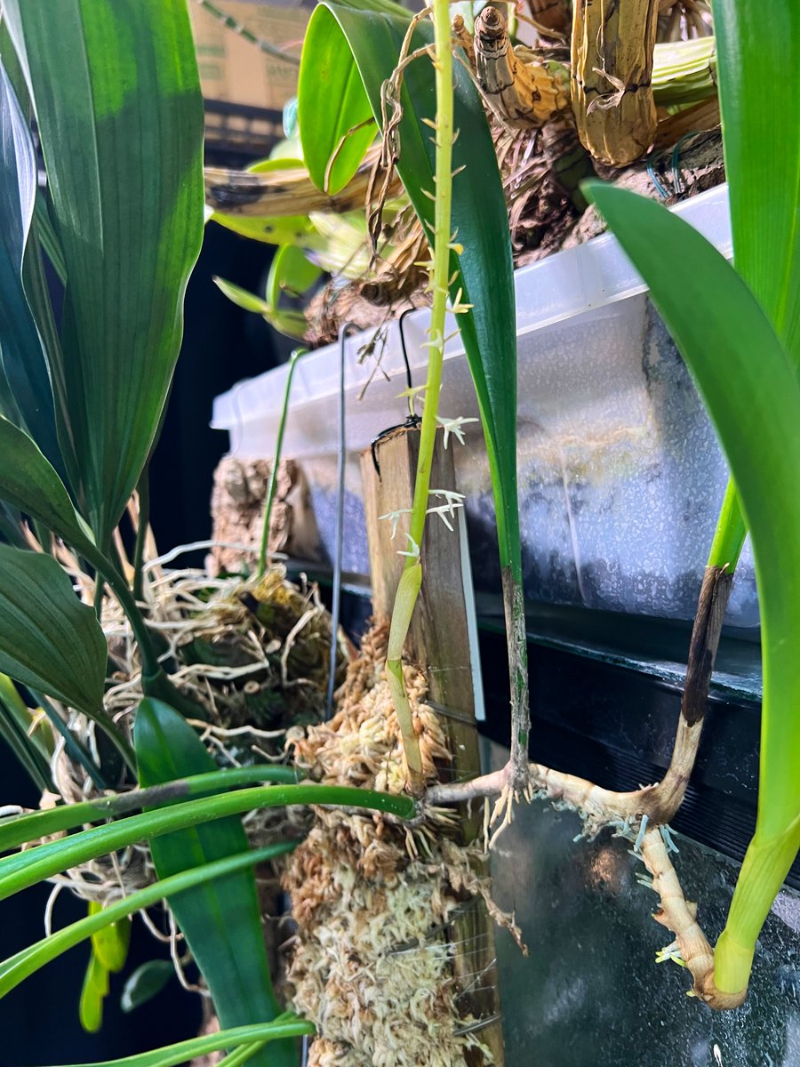 crazy_clever_s's tweet photo. #Bulbophyllum #odoratum

お迎えから1年。
やっとこ開花しました💁‍♂️✨

しかしながら湿度不足で相当数シケってしまった🗿

こちらも無施肥なのでたまには施肥して
次はしっかり咲かせたい🙏

#洋蘭 #洋ラン #蘭  #見てご蘭 #ご蘭なさい #orchids #orchidlovers  #orchidflower  #orchidworld https://t.co/ivHKsrdqPa